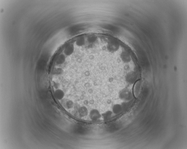 X0000070391067200606301940