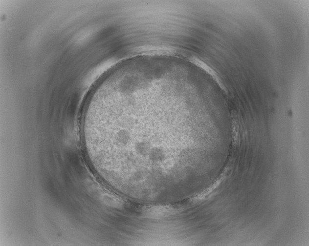 X0000070391074200606301940