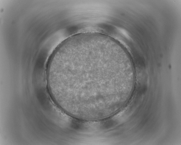 X0000070391075200606301940