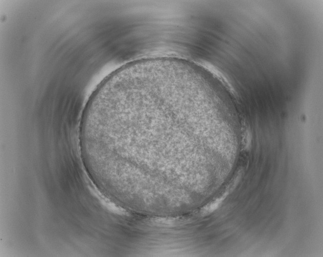 X0000070391086200606301940