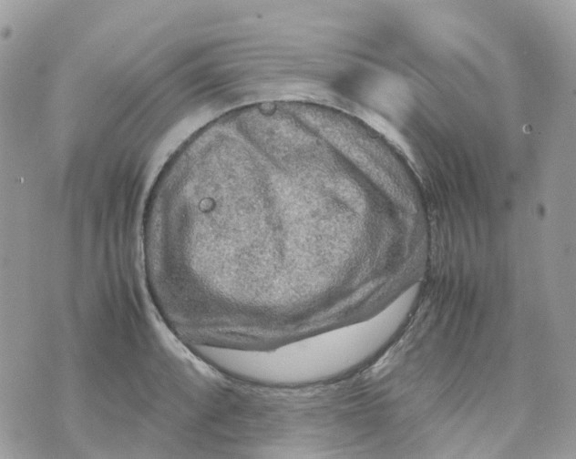 X0000070391088200606301940