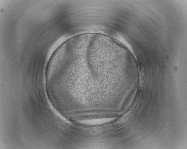 X0000070391096200606301940