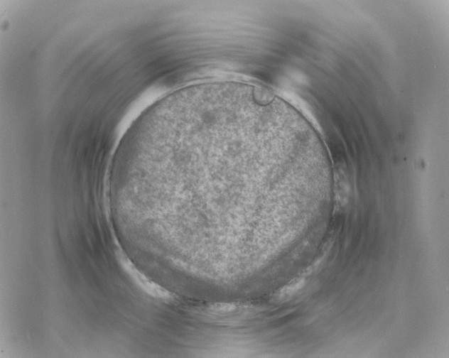 X0000070391098200606301940