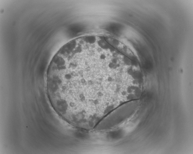 X0000070391099200606301940