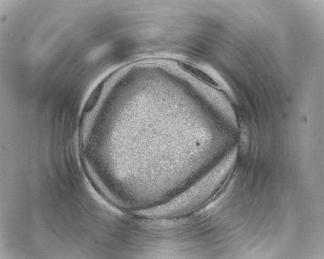 X0000070391100200606301940