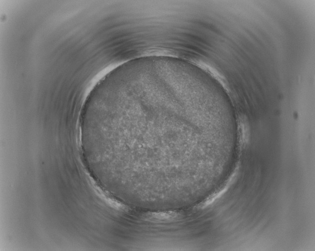 X0000070391125200606301939