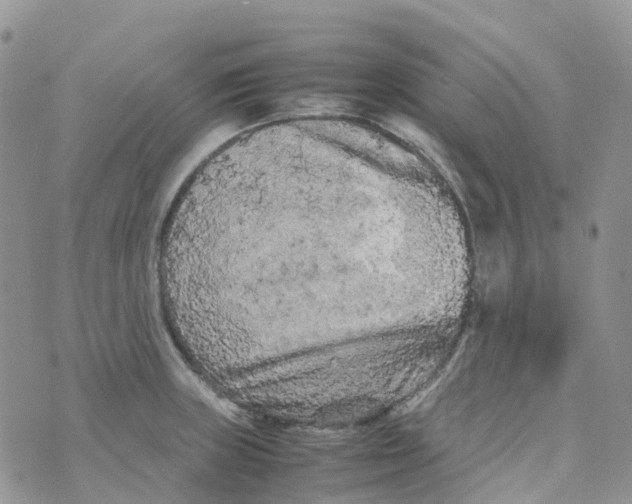 X0000070391235200606301938