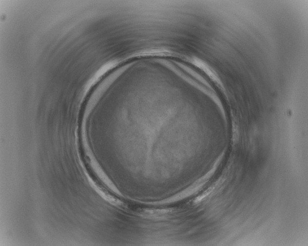 X0000070391237200606301938