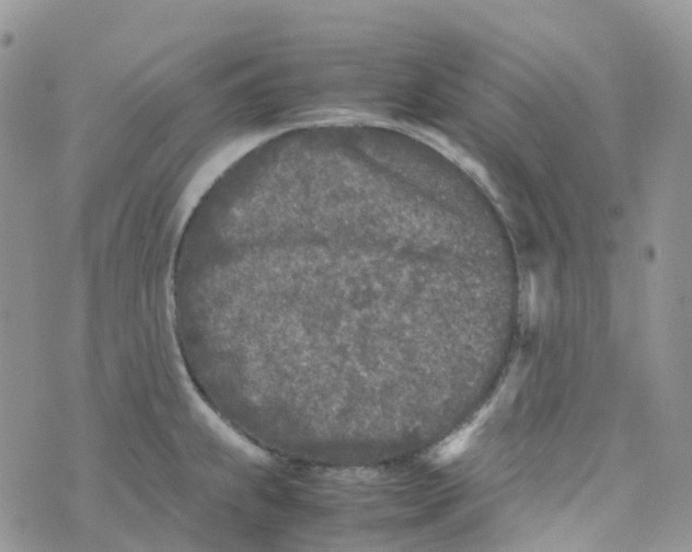 X0000070391239200606301938