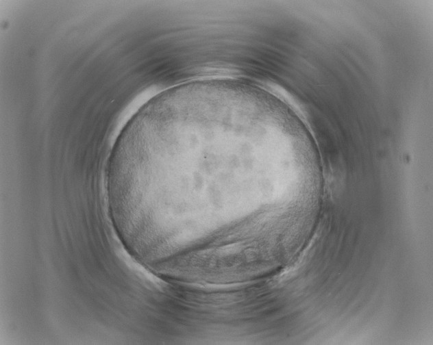 X0000070391243200606301938