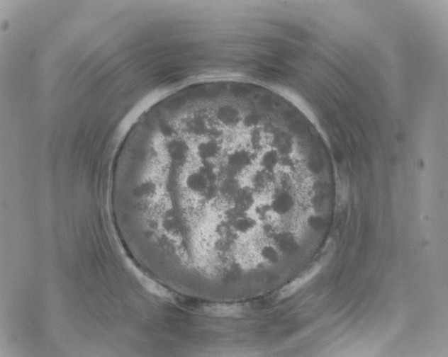 X0000070391245200606301938