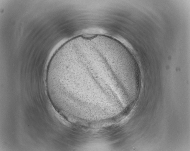 X0000070391248200606301938