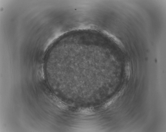 X0000070391262200606301937