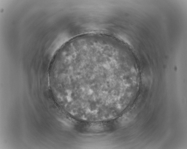 X0000070391267200606301937