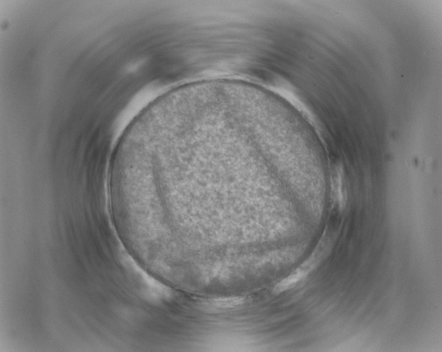 X0000070391294200606301937