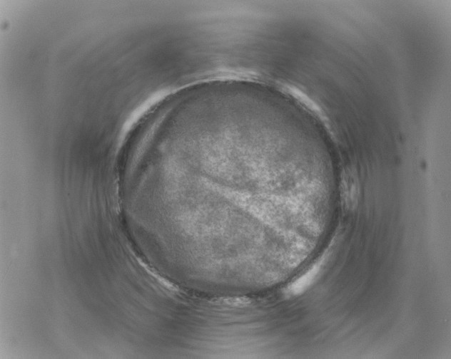 X0000070391310200606301936