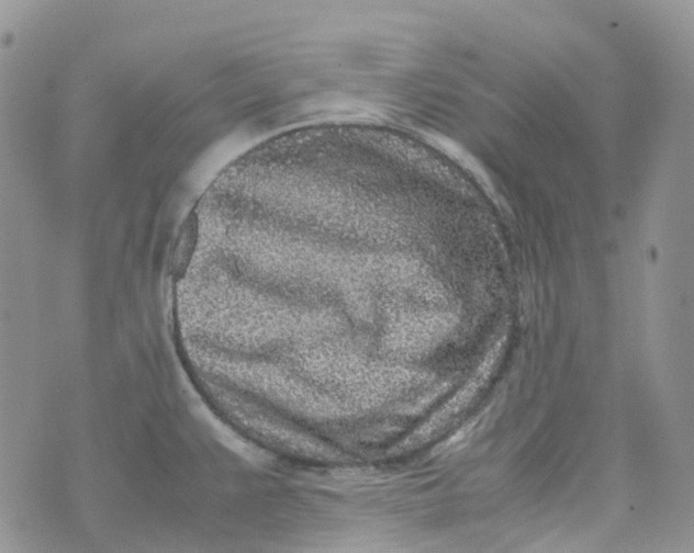 X0000070391383200606301935