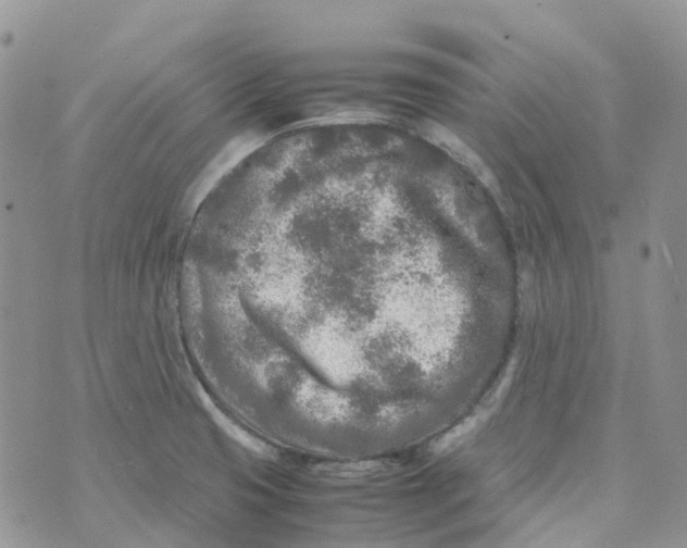 X0000070391425200606301935