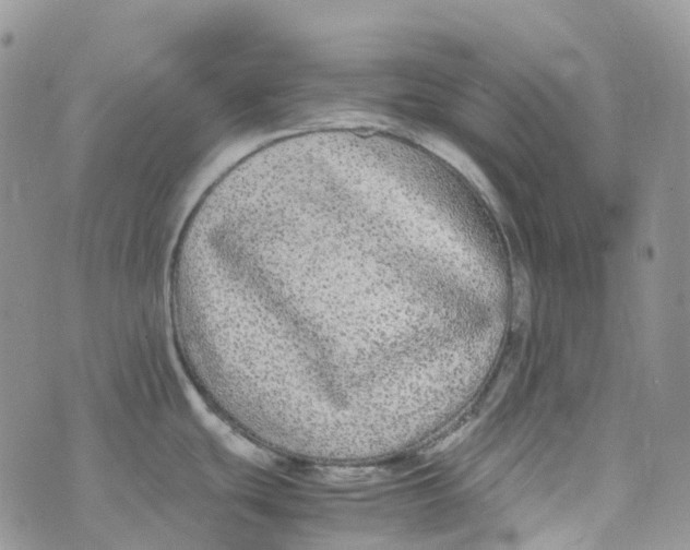 X0000070391439200606301935