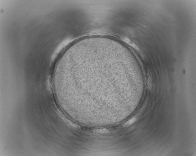 X0000070391454200606301934