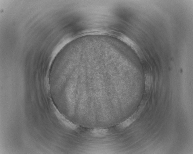 X0000070391466200606301934