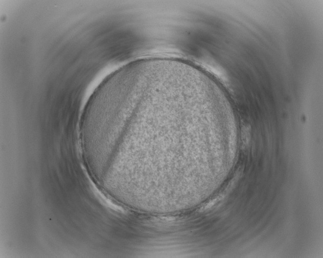 X0000070391470200606301934