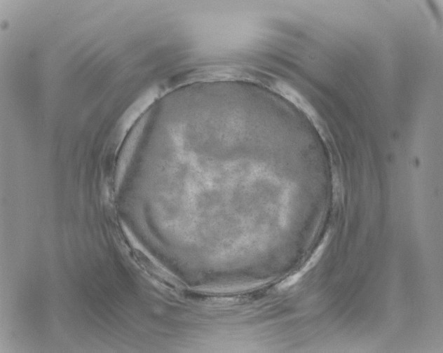 X0000070391481200606301934