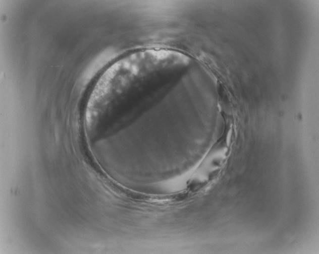 X0000070390295200607072226