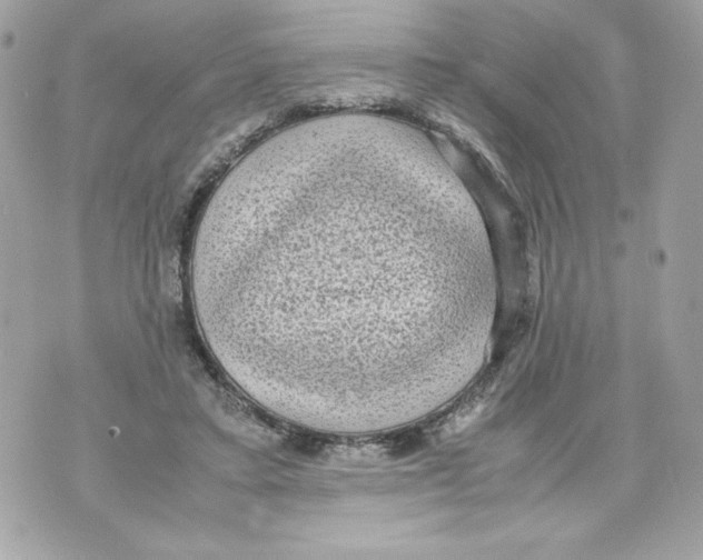 X0000070390403200607072224