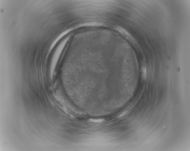 X0000070390484200607072223