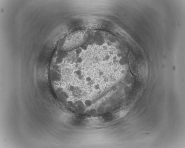 X0000070390499200607072223