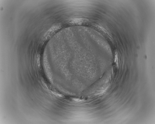 X0000070390504200607072222