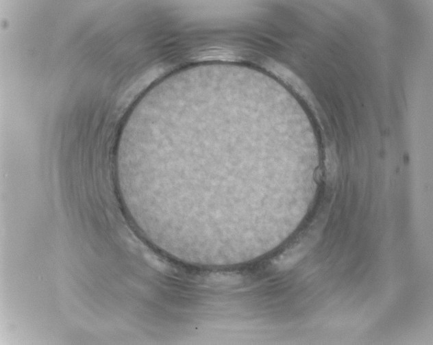 X0000070390529200607072221