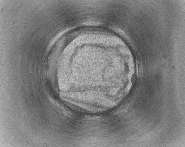 X0000070390531200607072221