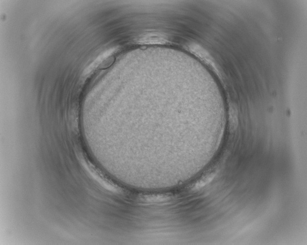 X0000070390533200607072221