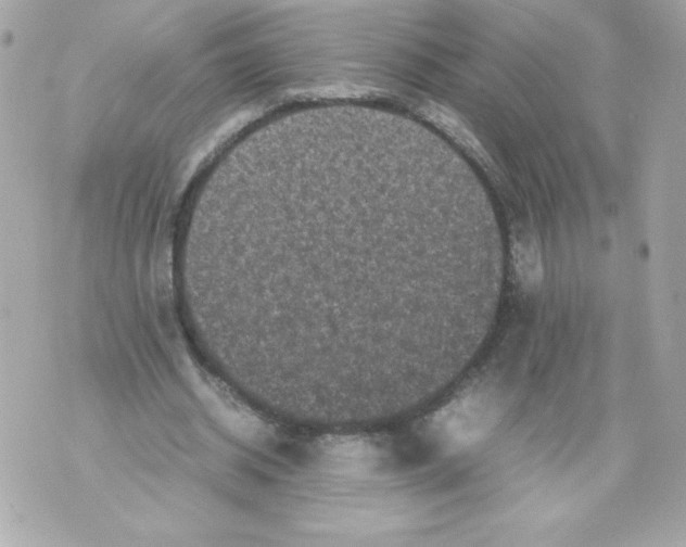 X0000070390534200607072221