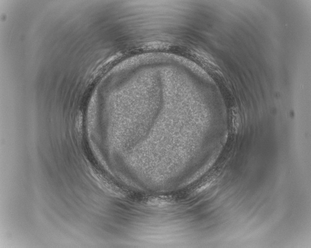 X0000070390550200607072222