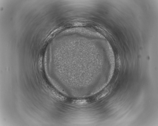 X0000070390554200607072222