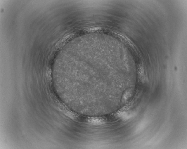 X0000070390565200607072222