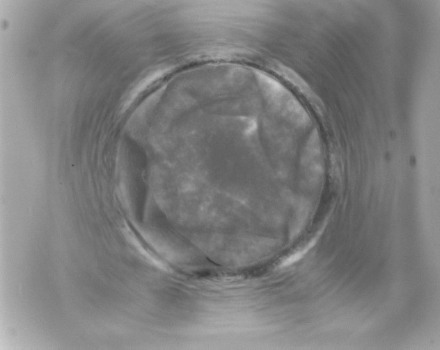 X0000070390577200607072221