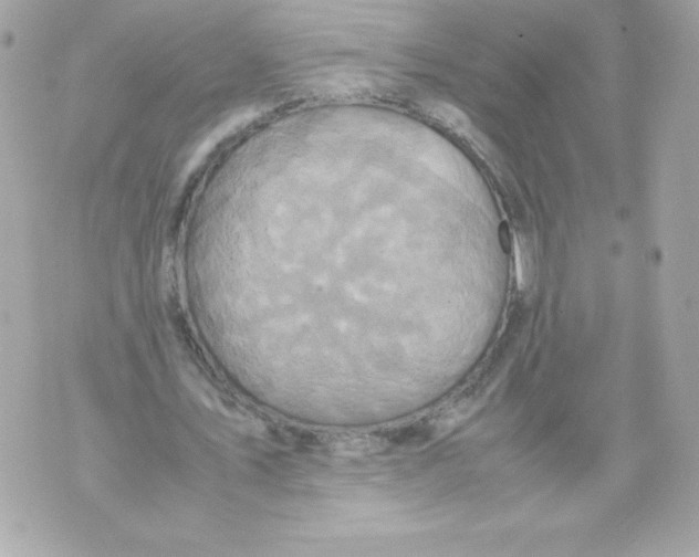 X0000070390579200607072221