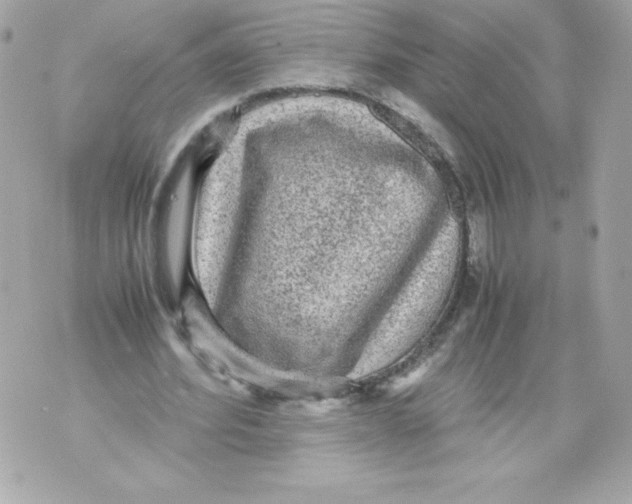 X0000070390580200607072221