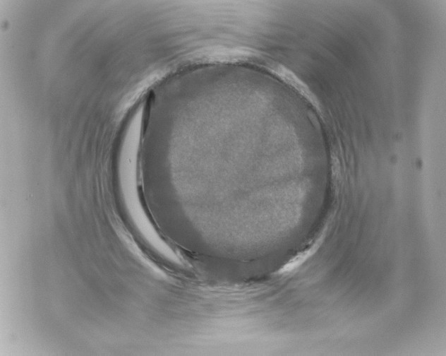 X0000070390581200607072221