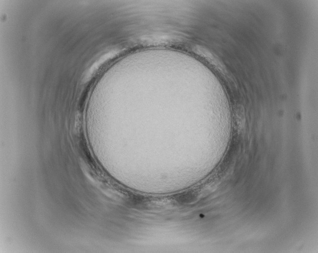 X0000070390583200607072221