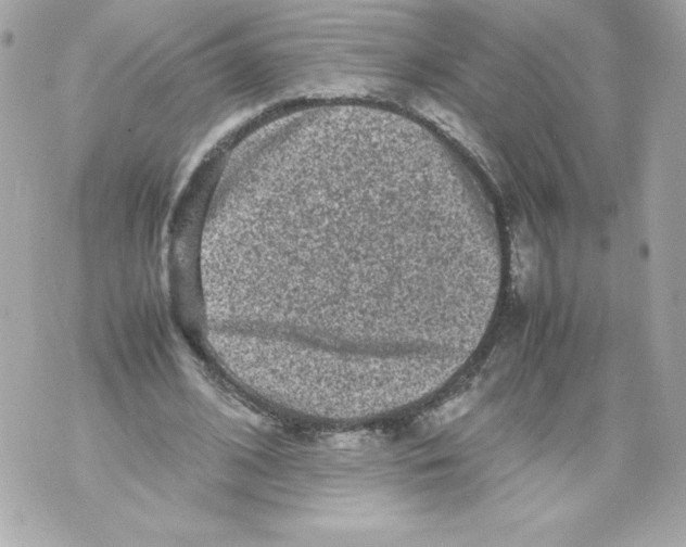 X0000070390584200607072221