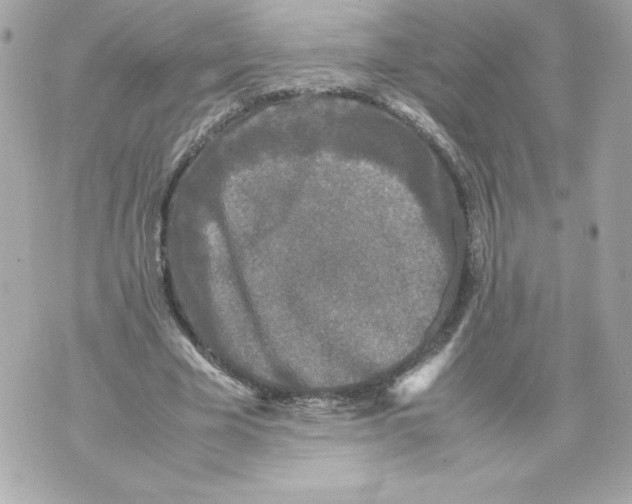 X0000070390585200607072221