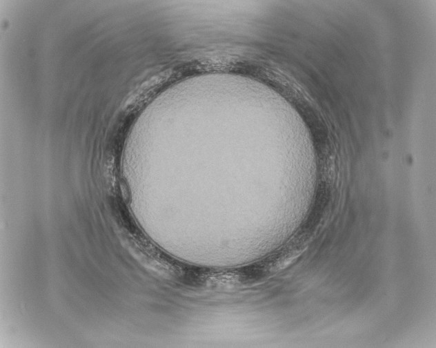 X0000070390599200607072221