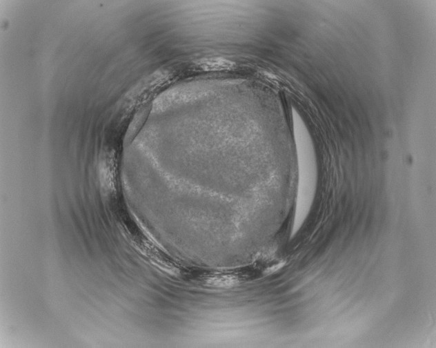 X0000070390604200607072221