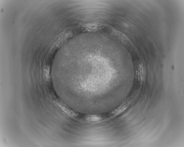 X0000070390610200607072221