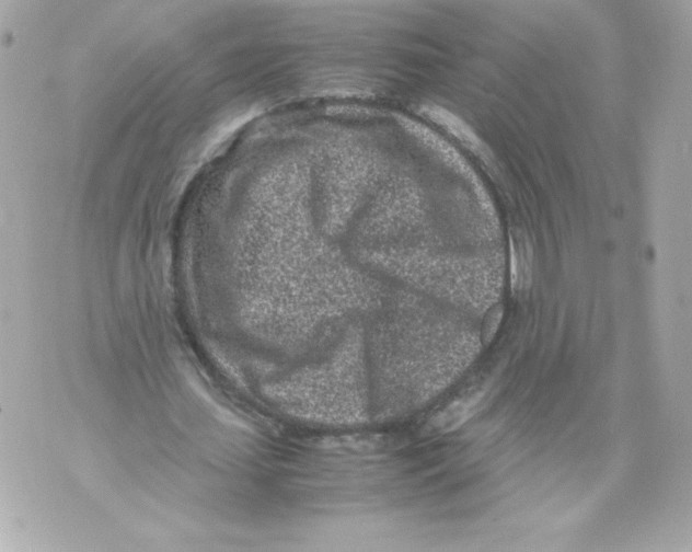 X0000070390627200607072220